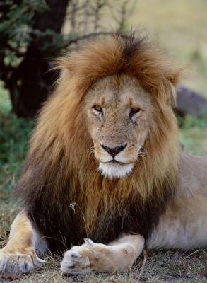 lion